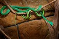 Green Vine Snake, Oxybelis fulgidus, in dark habitat. Non venomous snake in the nature habitat. Animal from South America. Yellow Royalty Free Stock Photo