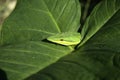 Green vine snake, Oxybelis fulgidus Royalty Free Stock Photo