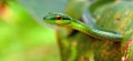 Green Vine Snake Portrait