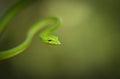 Green Vine Snake seen at Matheran in daytime,Maharashtra,India Royalty Free Stock Photo