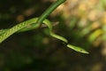 Green vine snake in a tree Royalty Free Stock Photo