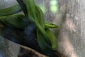 Green vine snake on a tree Royalty Free Stock Photo