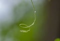 Green Vine Spring Tentacle on Green Background