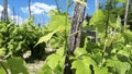 Green vine-stocks with green grape leaves with blue sky and clouds Royalty Free Stock Photo