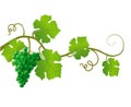 Green vine on a white background