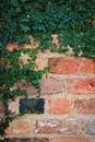 Green vine and worn brick with copy space