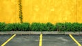 Green Vine on Yellow Wall with Parking Lot Lines Royalty Free Stock Photo