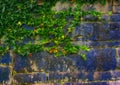 Green Vines Along Stone Wall Royalty Free Stock Photo