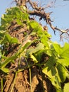 green vines clinging to dead tree Royalty Free Stock Photo