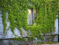 Green vines growing on buiding gray brick wall Royalty Free Stock Photo