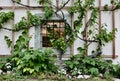 Vines Growing Over Wood Latticework and Square Window With Metal Bars