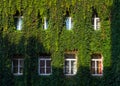 Green vines over windows, architecture, wall covered with vines Royalty Free Stock Photo