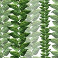 Green vines pattern Royalty Free Stock Photo