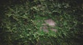 green vines or plant on wall, abstract photography and unique picture