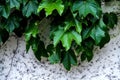 Green vines spiraled against white wall