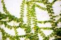 Green vines on wall Royalty Free Stock Photo