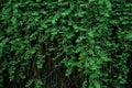 Green Vines Wall Background
