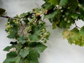 Green vines on the wall.Green grapes on summer vine, multiple bunches Royalty Free Stock Photo