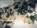 Green vines on the wall.Green grapes on summer vine, multiple bunches Royalty Free Stock Photo