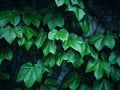 green vines wall Royalty Free Stock Photo