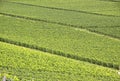 Green vineyard Royalty Free Stock Photo