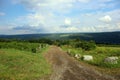 Green Vineyard and Blue Sky Royalty Free Stock Photo