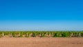 Green vineyard countryside. Royalty Free Stock Photo