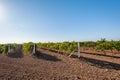 Green vineyard countryside. Royalty Free Stock Photo