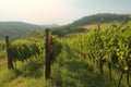 Green vineyard countryside Royalty Free Stock Photo