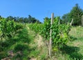 green vineyard on hill. Rows of plants. Grape