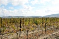 Green vineyard landscape, cloudscape and mountais Royalty Free Stock Photo