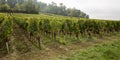 Green vineyard landscape harvest in Saint Emilion Bordeaux France Royalty Free Stock Photo