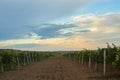 Green vineyard landscape with rows of vine trees. country harvesting sceene Royalty Free Stock Photo