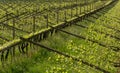 Green vineyard landscape in spring time. Royalty Free Stock Photo