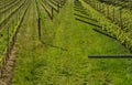 green vineyard landscape in spring time. Royalty Free Stock Photo