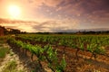 Green Vineyard Royalty Free Stock Photo