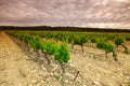 Green Vineyard Royalty Free Stock Photo