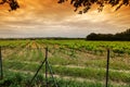 Green Vineyard Royalty Free Stock Photo