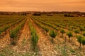 Green Vineyard Royalty Free Stock Photo