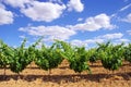 Green vineyard at Portugal Royalty Free Stock Photo