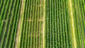 Green vineyard rows in rural scenery, captured by drone above generated by AI