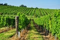 Green vineyard of south Moravia