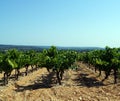 Green vineyard Royalty Free Stock Photo