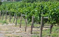 Green vineyard in summer Royalty Free Stock Photo