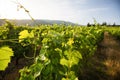 Green vineyard at valley in Portugal. Royalty Free Stock Photo