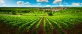 Green vineyard vast landscape