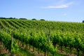 Green vineyards in bordeaux hill in france , french wine