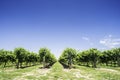 Green Vineyards Royalty Free Stock Photo