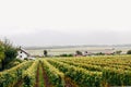 Green vineyards in France in September scenic view. A little foggy