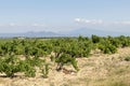 Mont Ventoux mountain and Dentelles de Montmirail chain of mountains with green wine fields of Provence, France Royalty Free Stock Photo